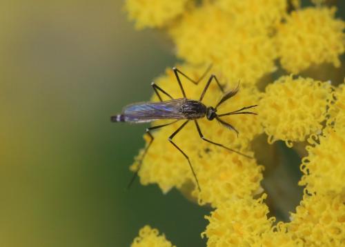 Ochlerotatus sp.